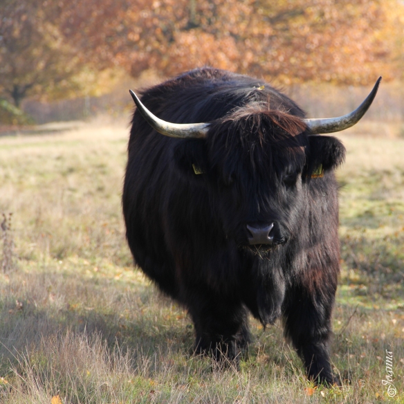 Scottish Highland cow