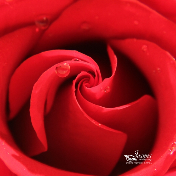 red rose!